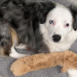 Pow-Pow - Toy Australian Shepherd