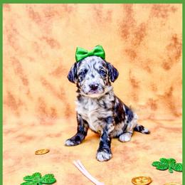 Opal - Chocolate merle female Bernedoodle puppy in Lake City, Florida from 224 Doodles and Poodles