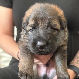 Yellow collar - Sable male German Shepherd puppy in Anderson, South Carolina from StaFra German Shepherd Dogs