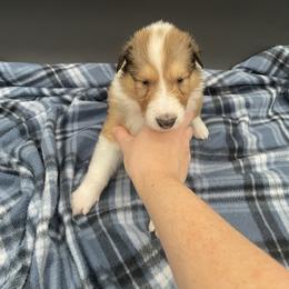 Goose - Sable and white male Collie puppy in Bamberg, South Carolina from Shakhor Ohr Collies and Pomeranians