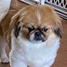 Saddie Girl - Pekingese