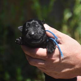 Blue collar male (Black) - Black male German Shepherd puppy in Marianna, Florida from Haus M Godwin