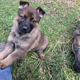 Lily - Sable female German Shepherd puppy in Colorado Springs, Colorado from Forest Home Shepherds