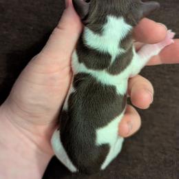 Prancer - Piebald female Dachshund puppy in Box Elder, South Dakota from Bee Sweet Dachshunds