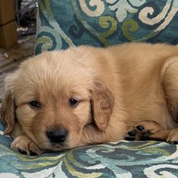 Girl 2 - Golden Retriever puppy from Nacimiento Golden Dogs