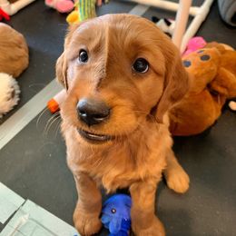 Golden Retriever Puppies from Charmed Golden Retrievers