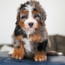 Luke - Merle male Bernedoodle puppy in Dundee, Ohio from Down Home Doodle