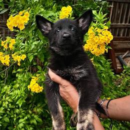 Chaos - Bi-color female German Shepherd puppy in San Antonio, Texas from CISCOK9