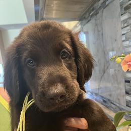 Yellow - Liver female Flat-Coated Retriever puppy in Kaanapali, Hawaii from Kaia Golden Flat Coat