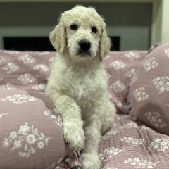 Goldendoodle Puppies from Hani's family