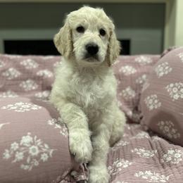 Goldendoodle Puppies from Hani's family
