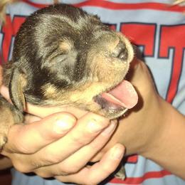 Boy 2 - Black and tan male Dachshund puppy in Oakman, Alabama from MEL Puppies