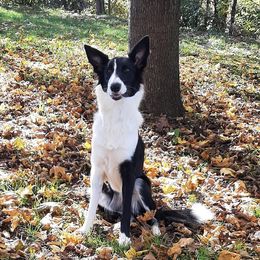 NITA - Border Collie