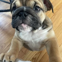 Mabel - Fawn Bulldog puppy in Pittsfield, Massachusetts from Berkshire Bulldogs