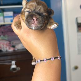 CKC Halo - Chocolate and tan female Shih Tzu puppy in Roseville, Michigan from Diamond Paws LLC