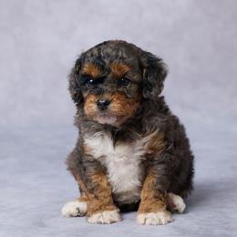 Skye - Merle female Cavapoo puppy in Apple Creek, Ohio from Grandeur Valley Puppies