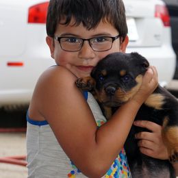 Rottweiler Puppies from Mountain High Kennels