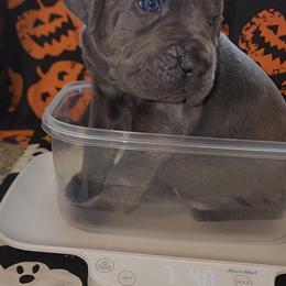 Cane Corso and Rottweiler Puppies from Hildegarde Kennels