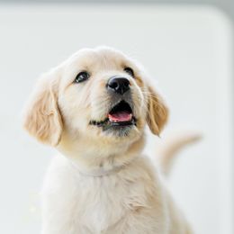 Golden Retriever Puppies from Sweeter Than Honey Golden Retrievers, LLC.