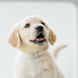 Golden Retriever Puppies from Sweeter Than Honey Golden Retrievers, LLC.
