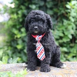 Spankie - Black and white male Aussiedoodle puppy in Lexington, Alabama from Johnson’s Highland Pride Aussiedoodles