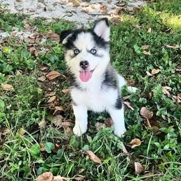 Peach - Black and white female Pomsky puppy in Henderson, Kentucky from Paris Pomskies