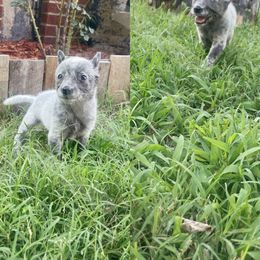Australian Cattle Dog Puppies from Twisted C Heelers