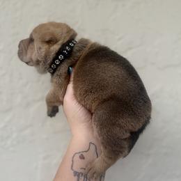 Oak - Fawn male Chinese Shar-Pei puppy in Lehigh Acres, Florida from Florida Wrinkles