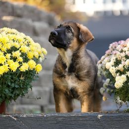 Arryk - Sable male German Shepherd puppy in Peotone, Illinois from Creede K9