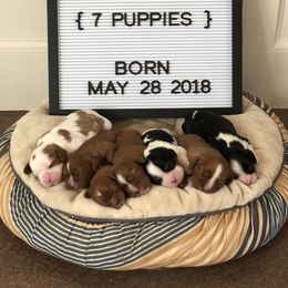 Cavalier King Charles Spaniel Puppies from Colorful Cavaliers