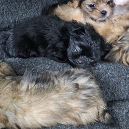 Mi-Ki Puppies from Moonstone miki's