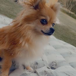 Pomeranian Puppies from Caitlyn's Pomeranians