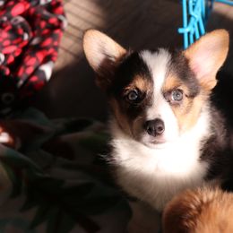 Pembroke Welsh Corgi Puppies from Off Road Ranch Corgis