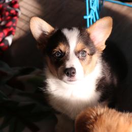 Pembroke Welsh Corgi Puppies from Off Road Ranch Corgis