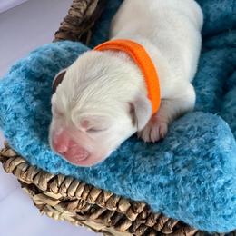 Orange - Yellow male Labrador Retriever puppy in Houston, Texas from Alpha English Labs