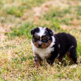 Dreft - Blue merle Toy Australian Shepherd puppy in Checotah, Oklahoma from CM Ranch Aussies