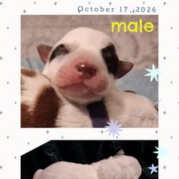 One - Blue male Australian Cattle Dog puppy in Fife Lake, Michigan from Kurczak Farm LLC
