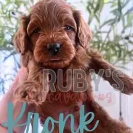 Kronk - Red male Cavapoo puppy in West Jordan, Utah from Ruby's Cavapoos