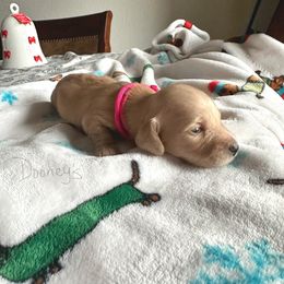 Rosetta - Cream female Dachshund puppy in Molino, Florida from Dooney's Dachshunds