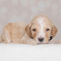 Benji - Cream male Goldendoodle puppy in Guthrie, Oklahoma from Edmond Doodles, LLC