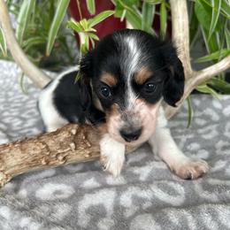 Finn - Piebald male Dachshund puppy in Saint Peter, Illinois from Ashton’s Doxies of Southern IL