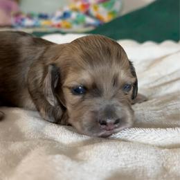 Mocha - Dapple male Dachshund puppy in Jacksonville, Florida from Little Lords & Ladies Dachshunds