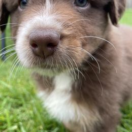 Australian Shepherd Puppies from Quiet Cove Kennels
