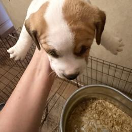 W Boy 2 - Brown and white male Jack Russell Terrier puppy in Maysville, Oklahoma from MO’s Jack Russells