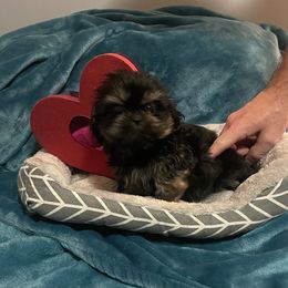 Girl 1 - Shih Tzu puppy from Morning Glory Kennels