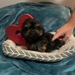 Girl 1 - Shih Tzu puppy from Morning Glory Kennels