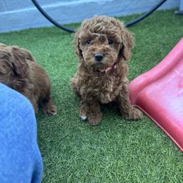 Ariel - Red  female Goldendoodle puppy in Phoenix, Arizona from Amore Doodles & Poodles