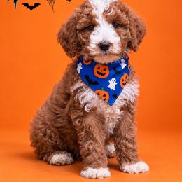 Denver - Red  male Goldendoodle puppy in Roseburg, Oregon from Dbos Furry Friends