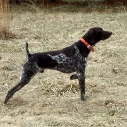 German Shorthaired Pointers from Crosswind Kennel