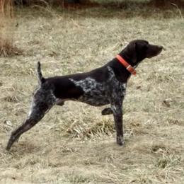 German Shorthaired Pointers from Crosswind Kennel